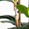 7ft. Fiddle Leaf Tree in Decorative White Planter